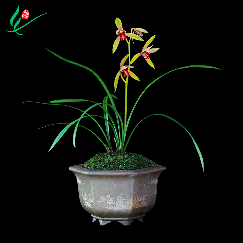 建兰兰花四季贵妃醉酒浓香花卉盆景盆栽土绿植带草植物花苞名贵苗