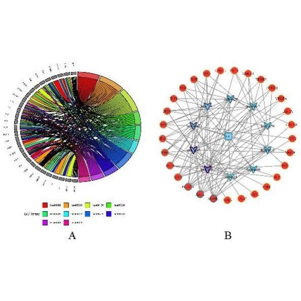 生信分析服务单细胞测序GEO数据挖掘分析TCGA空间转录组代谢蛋白