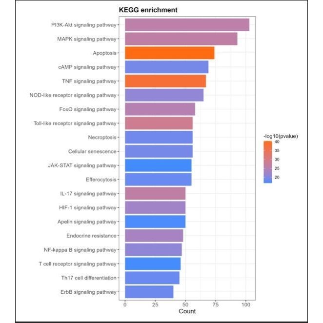 网络理学 一对一代做 富集分析 KEGG富集 GO富集