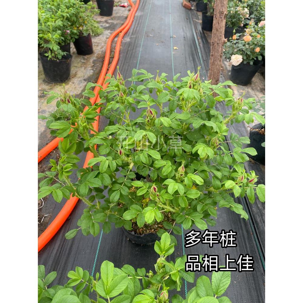 可食用玫瑰花苗大马士革平阴丰花一号浓香当年开花卉阳台庭院盆栽图片
