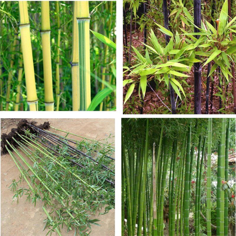 庭院植物金镶玉竹子苗紫早