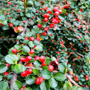 平枝荀子小苗小叶栒子盆景 矮红子 山头姑娘盆栽绿化苗木匍匐灌木