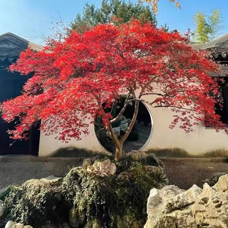 日本红枫树苗庭院别墅花园图片