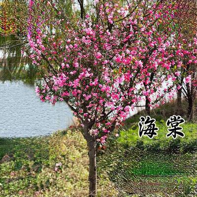 海棠树苗庭院地栽高杆西府