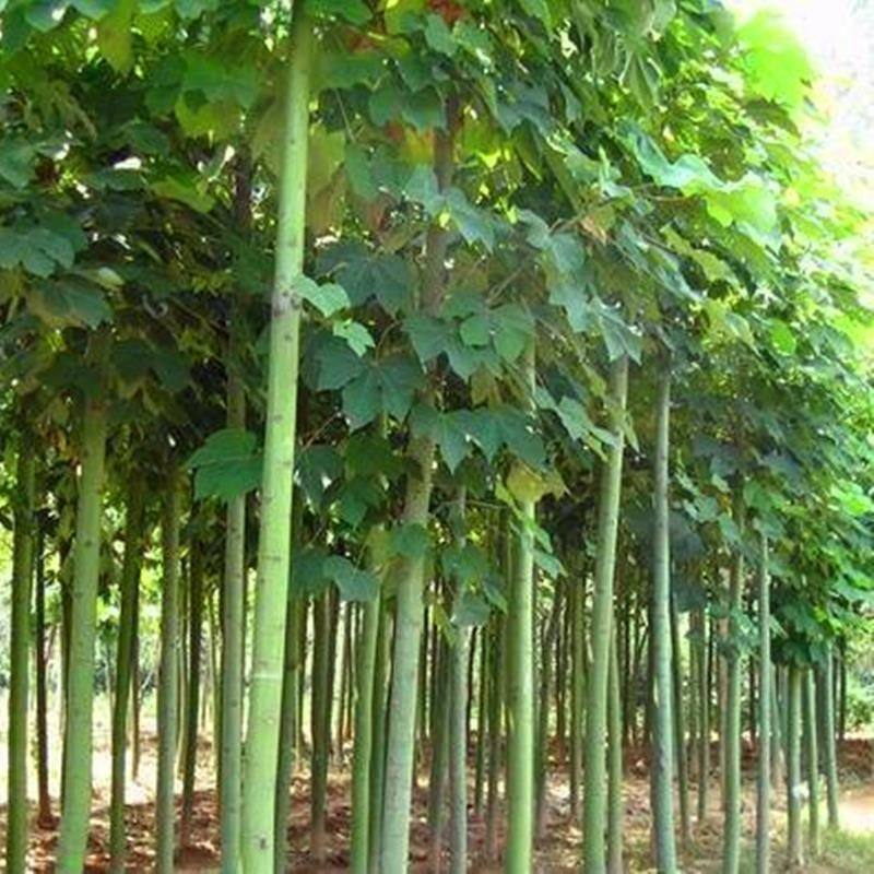 青桐树苗中国梧麻庭院别墅
