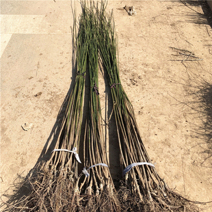 梅花树苗原生红梅小苗绿梅花嫁接骨里红庭院耐寒大型风景树宫粉梅