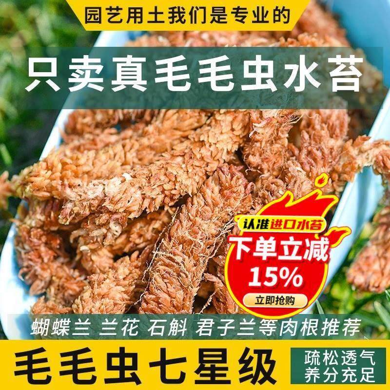 智利水苔蝴蝶兰专用毛毛虫水苔七星干苔藓兰花土植料乌龟冬眠垫材