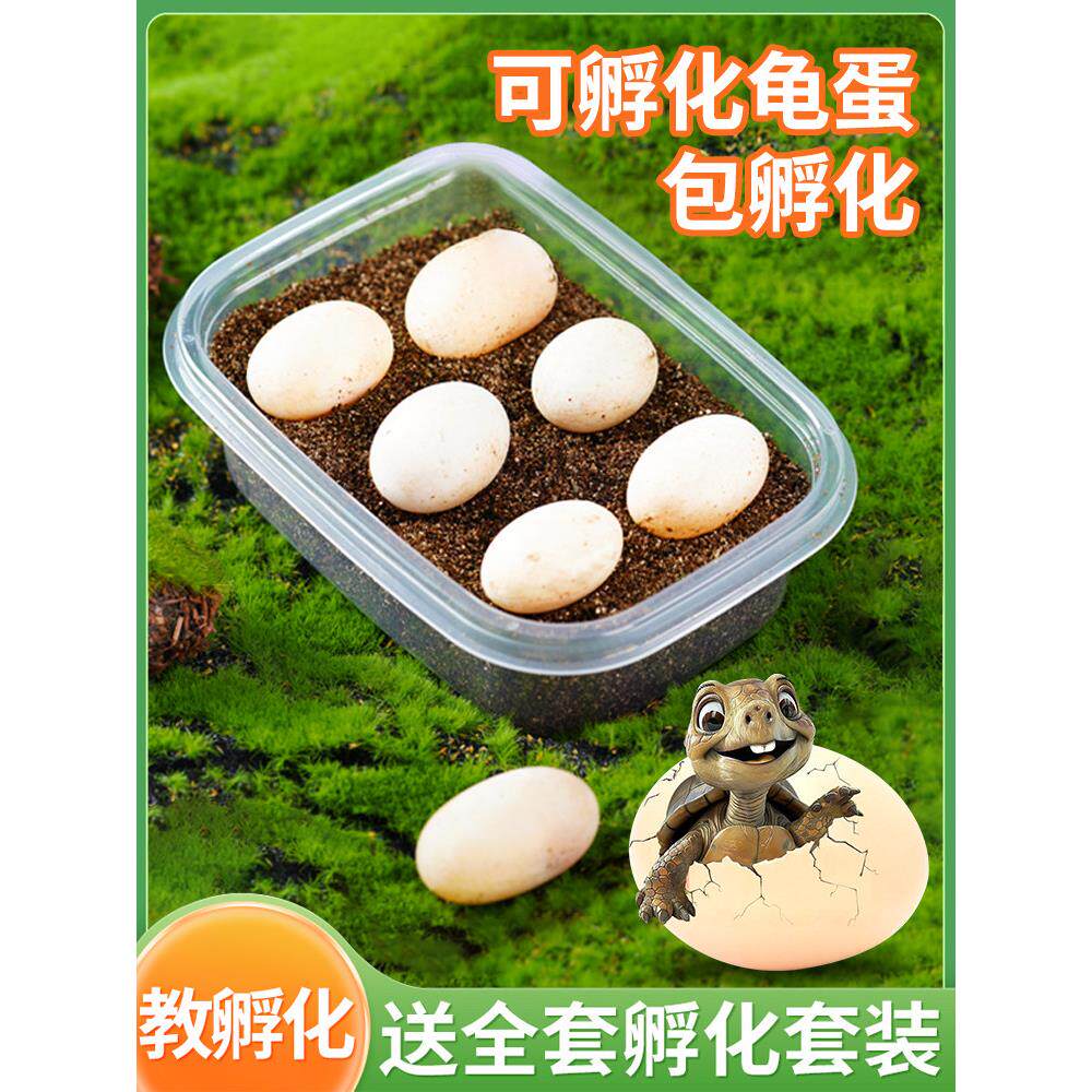 小乌龟孵化蛋动物玩具恐龙蛋仿真海洋仿生海龟男孩女孩夜光儿童蛋