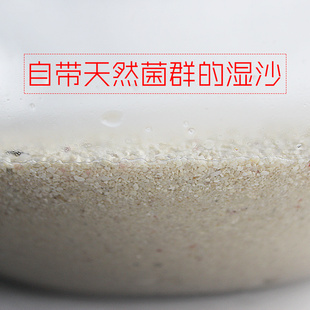 两只小鱼活沙细砂粗砂含天然菌群鱼缸沙子免洗海缸底沙底砂珊瑚沙