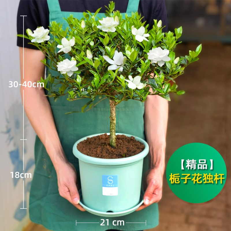 重瓣茉莉花老桩独杆单瓣茉莉花盆栽虎头茉莉独杆栀子花宝珠茉莉花
