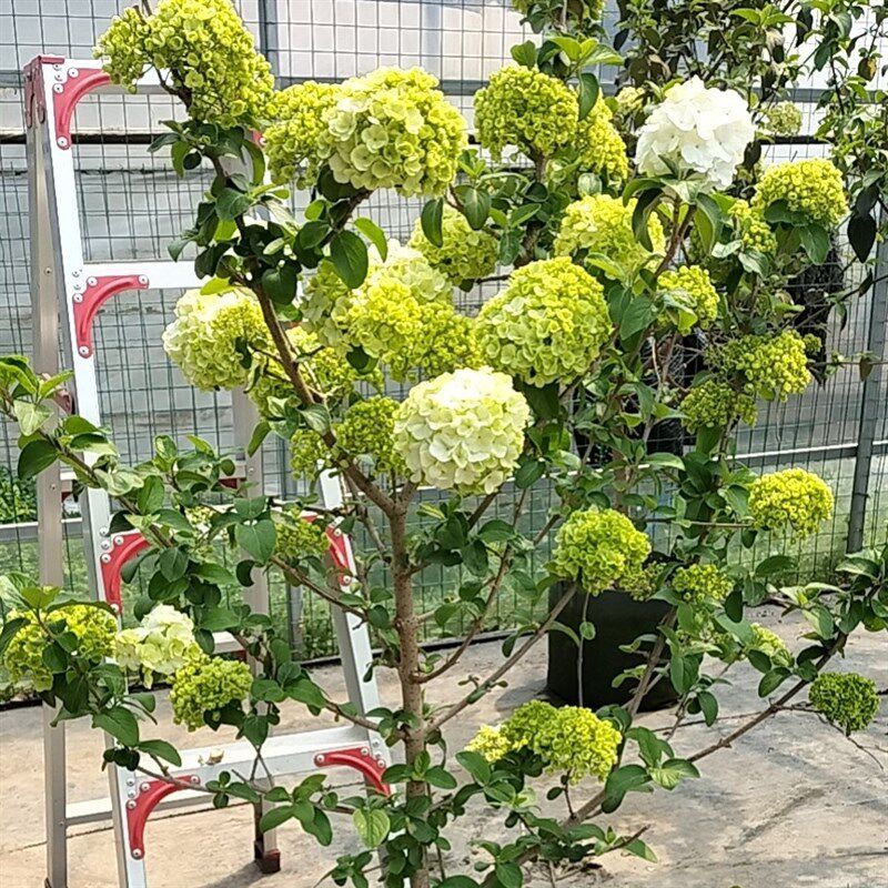 中华木绣球树苗花朵大庭院花园首先耐寒耐热盆栽地栽都可以