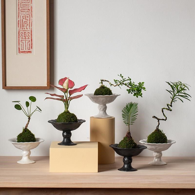 静艺花舍 苔藓球组合植物办公室桌面茶室卧室卫生间懒人小型盆栽
