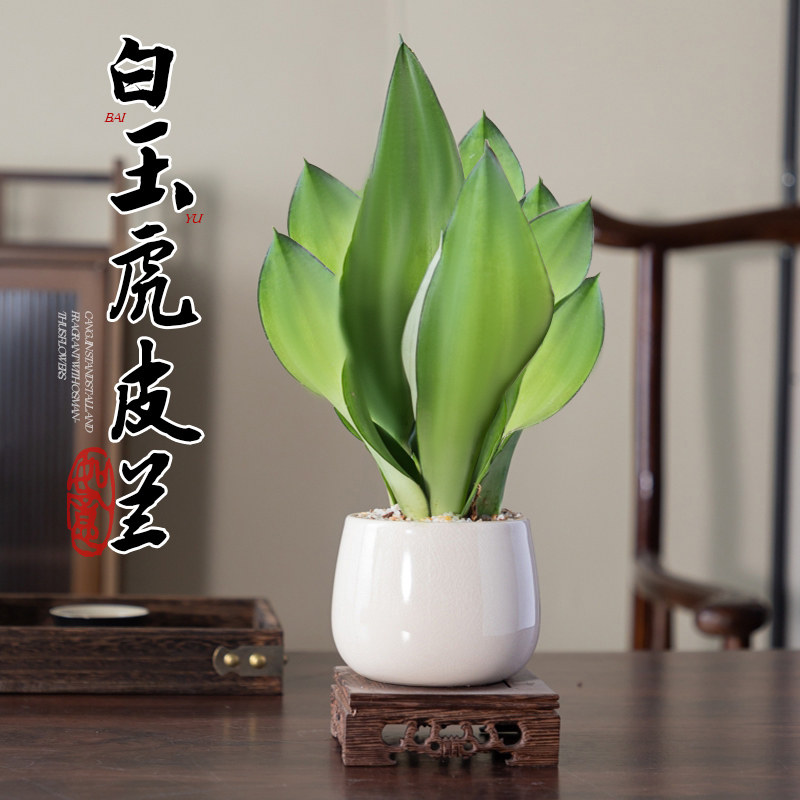 白玉虎皮兰盆栽金边虎尾兰小盆景室内办公室高级花卉绿植物好养活