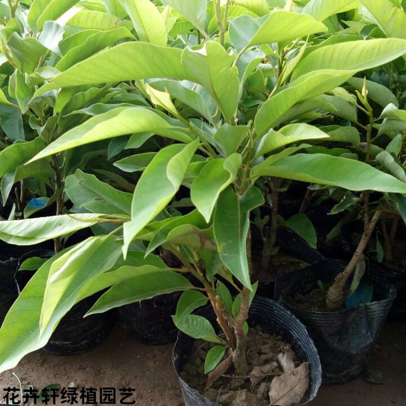 阳台庭院室内外植物花卉黄兰花花苗白兰花树苗盆栽黄缅桂开花植物