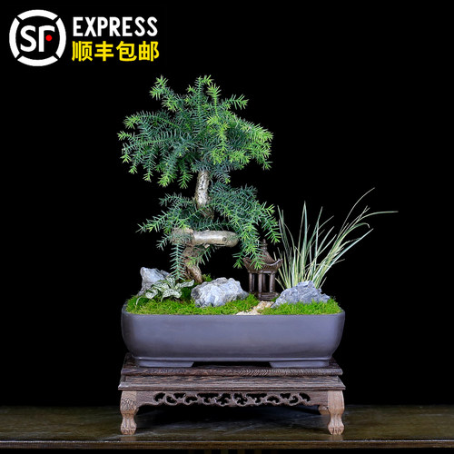 澳洲杉盆景树桩造型老桩植物室内客厅办公室盆栽阳台绿植南洋杉