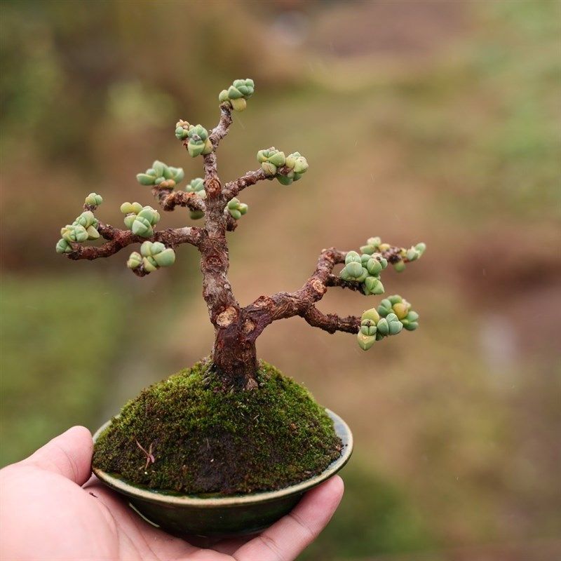 鹿角海棠老桩盆景7年大蘑菇控养多肉植物精品绿植带盆发一物一拍