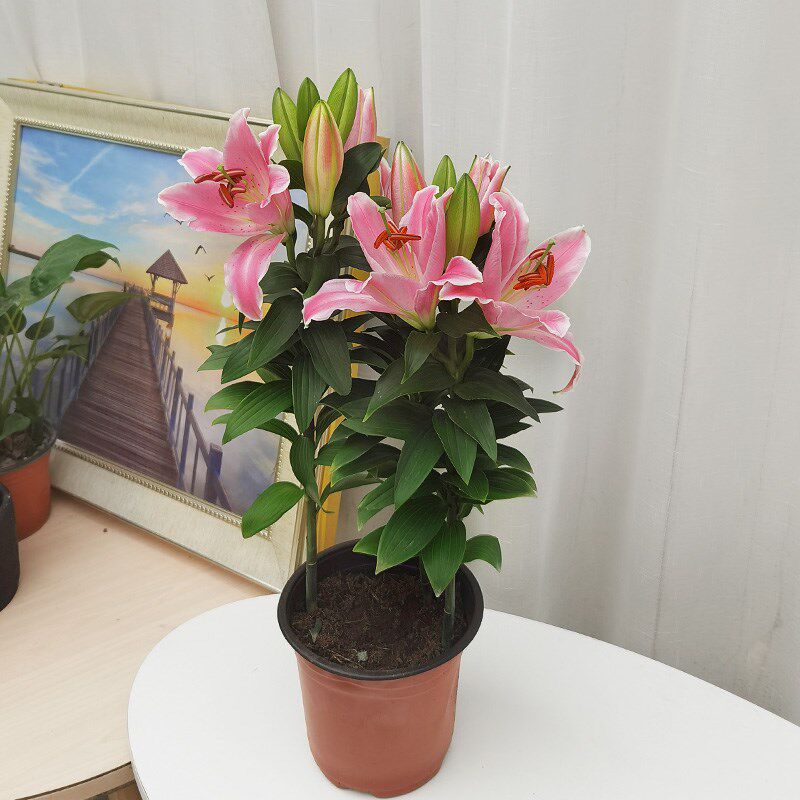 金叶子香水百合花盆栽苗带花苞室内外阳台花园四季多年生植物花卉