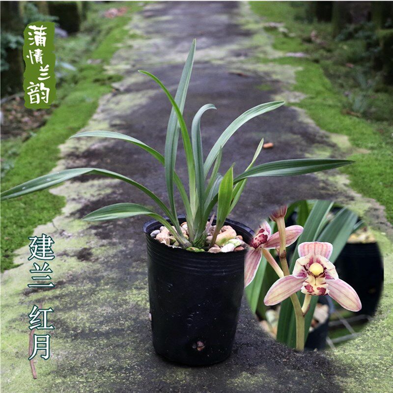 兰花苗建兰 红月 矮种荷瓣红花花卉盆栽室内绿植物蒲情兰韵
