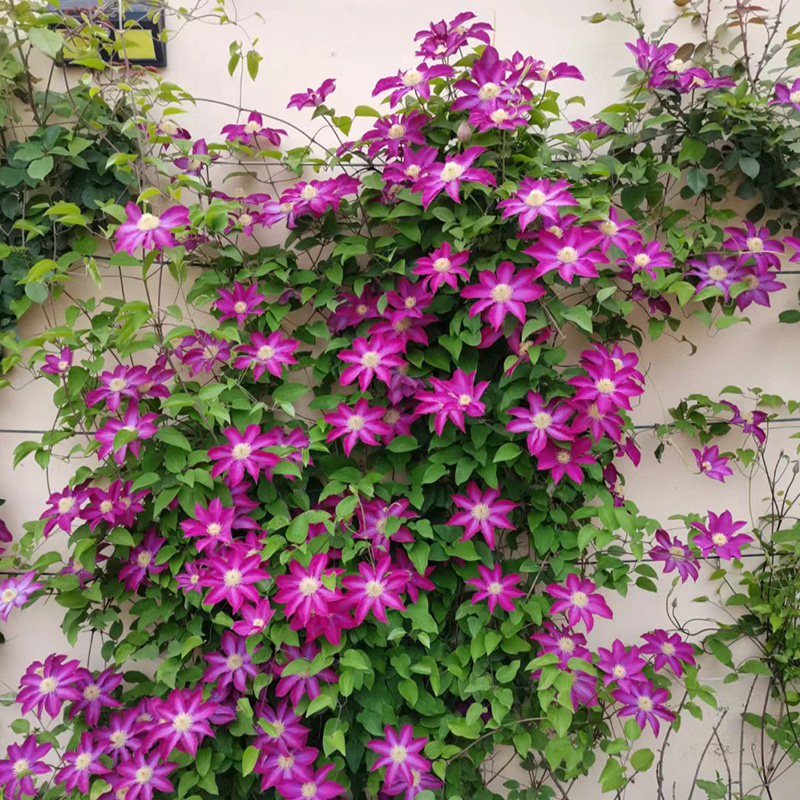 柿生粉香槟铁线莲花盆栽爬藤藤本皇后半重瓣大花丰花多季攀援植物