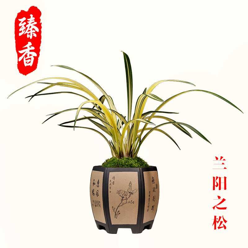 墨兰兰阳之松花艺双全高档叶艺兰精品兰花苗室内盆栽植物