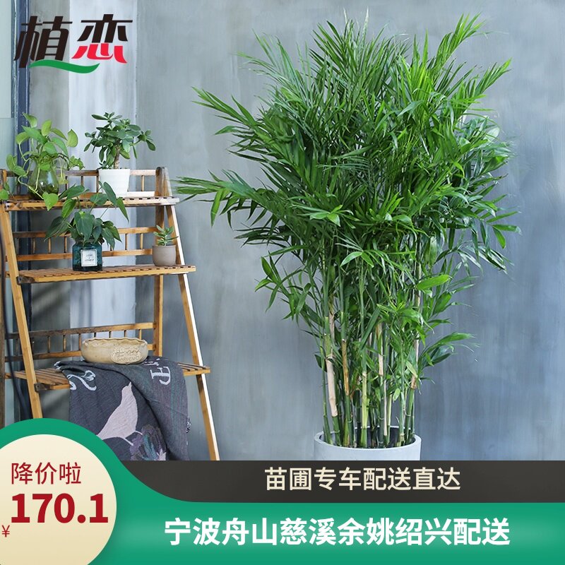 夏威夷椰子 凤尾竹盆栽盆景花卉植物客厅墙角绿植 宁波同城配送