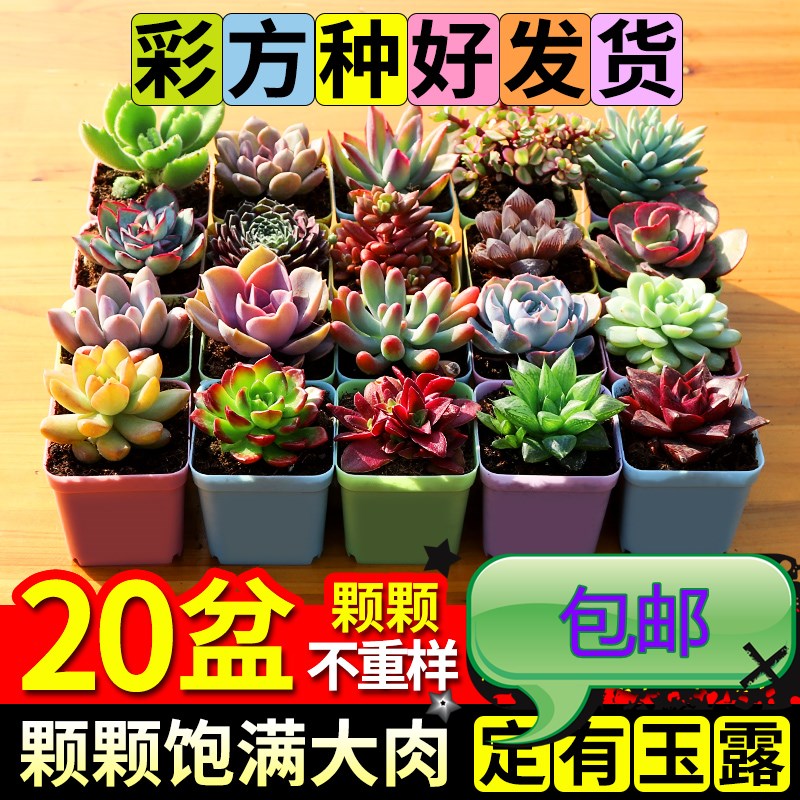 多肉植物新款组合盆栽肉肉植物一整箱含盆带土种好发货