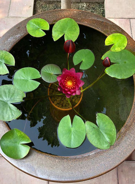 迷你睡莲水培植物四季花卉花盆栽根块观花水生碗莲荷花带花苞好养