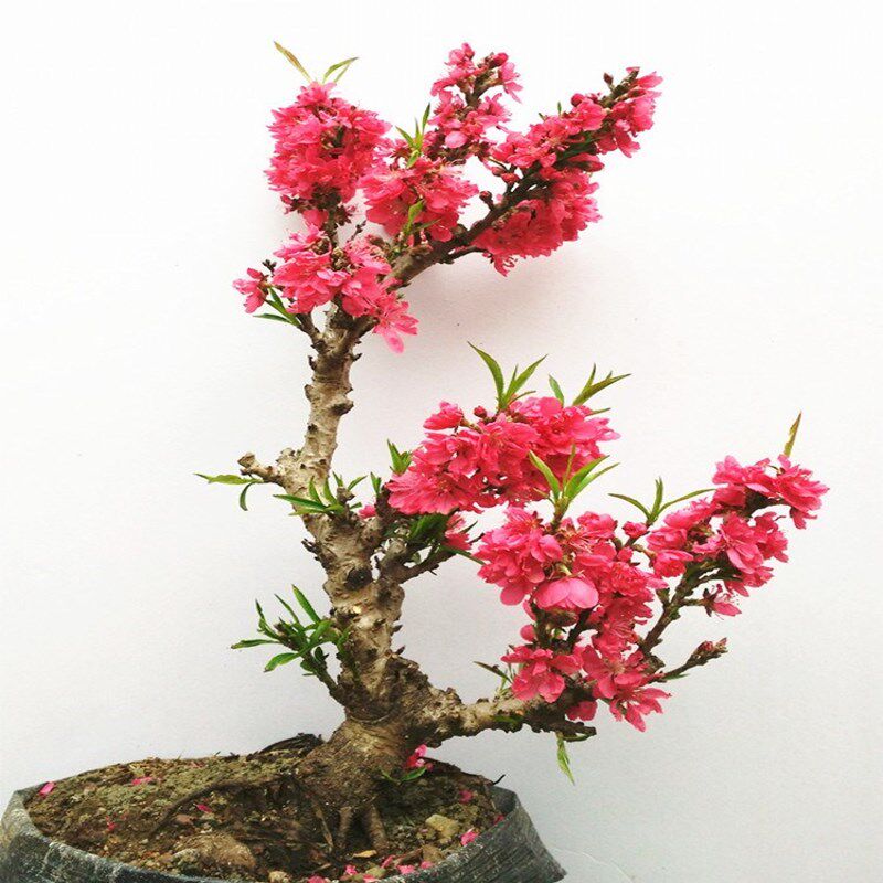 寿星桃老桩苗盆栽重瓣桃花苗室内阳台盆景地栽可观赏桃花耐寒好养,鲜花速递/花卉仿真/绿植园艺,造型盆景,淘宝优惠券,粉丝福利购,淘宝优惠卷