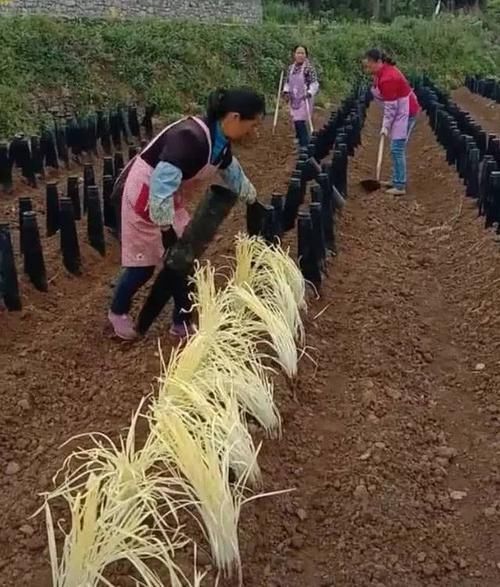 韭黄种植筒黑罩子家用隔光用套筒韭菜遮光筒韭黄遮阳桶农业圆柱盖