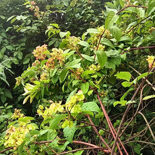 雷公藤新货正品中药材现采纯根散装黄藤木胖关藤黄藤根煮水泡酒