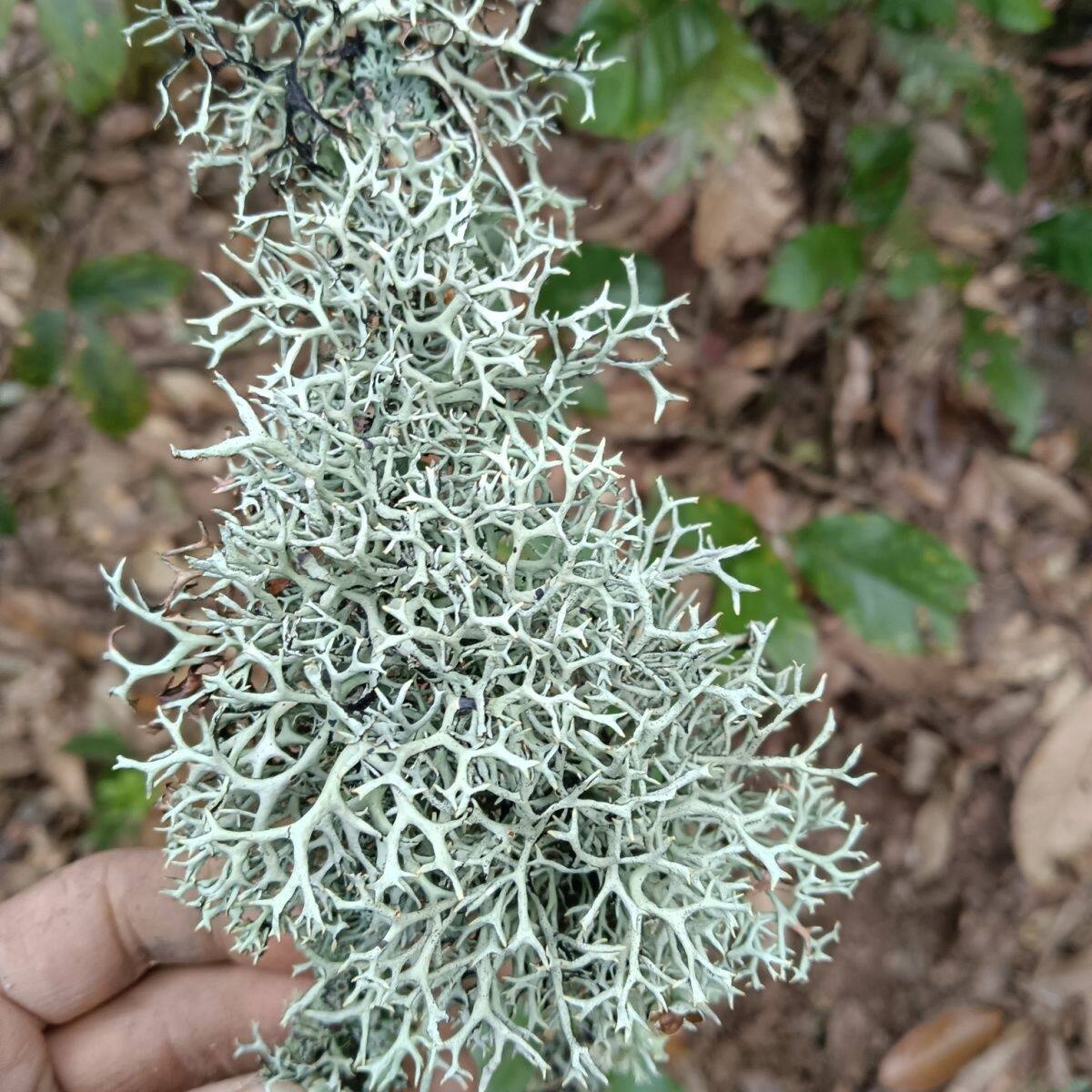 云南黑树花灰树花树花菜树皮树胡子 干货树毛菜黑树花