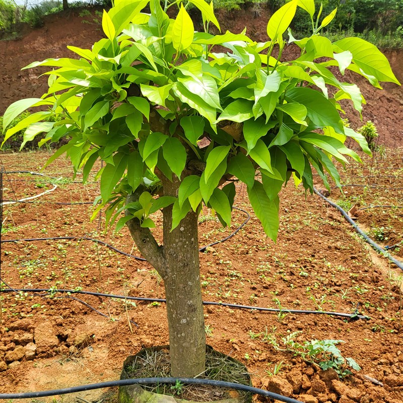 白兰花盆栽带花苞矮桩白兰花大树苗浓香黄角兰室内庭院白玉兰树苗