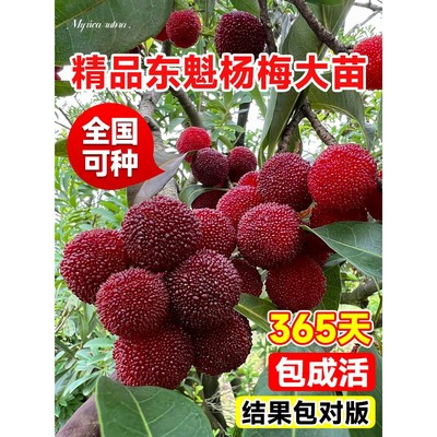 杨梅树苗正宗东魁仙居大嫁
