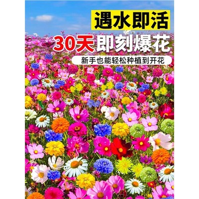 野花组合种子室外除虫菊籽