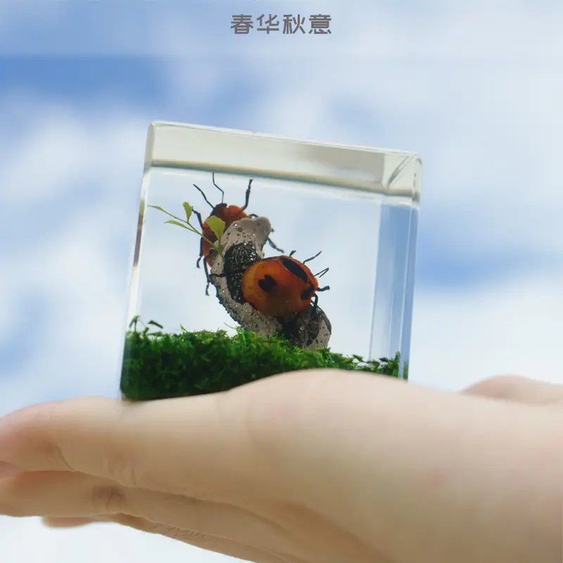 海洋动物昆虫标本微景观小摆件寄居蟹螃蟹金龟子金鱼蝎子乌龟礼盒