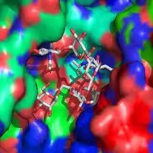 Molecular Docking 分子对接 结果分析 点突变预测 服务费 代做图片
