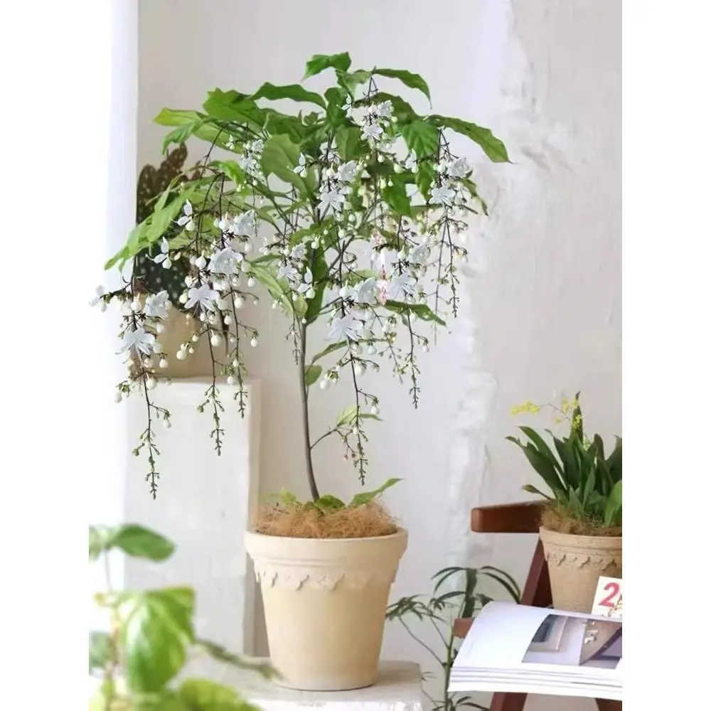 进口垂丝茉莉花卉带花苞室内垂吊植物四季开花大苗好养活