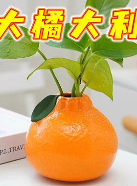 仿真橘子花瓶水培绿箩高颜值