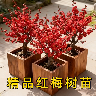 红梅树苗浓香梅花地栽庭院植物
