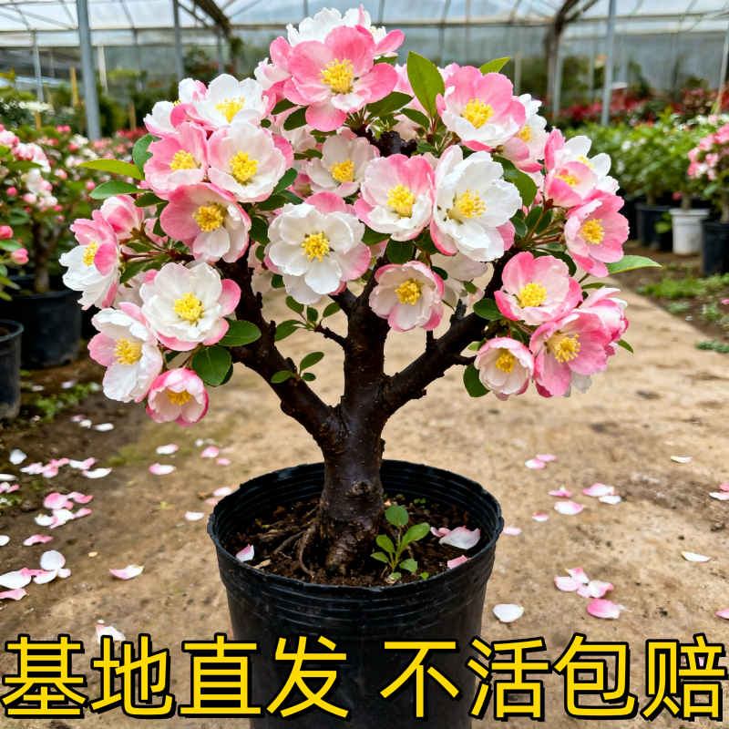 海棠花盆栽带花苞树苗老桩盆景