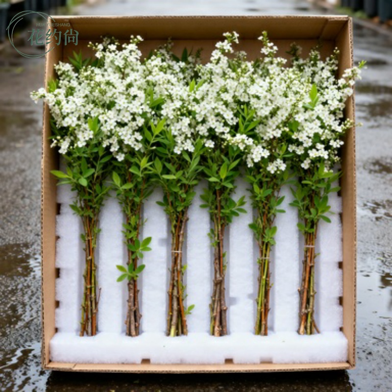 雪柳干枝鲜枝水养插花绿植