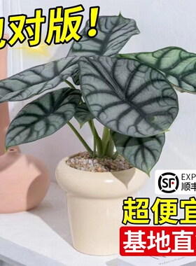 白犀牛海芋彩叶芋盆栽水培植物室内客厅办公盆景四季好养热带绿植