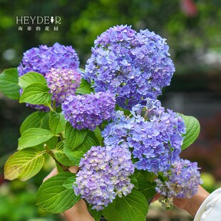 海蒂 贵安大花重瓣绣球花可调色阳台庭院花卉植物盆栽花苗 花园