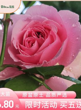 雷叔的花园米兰达奥斯汀切花玫瑰月季花苗盆栽大花浓香灌木丰花