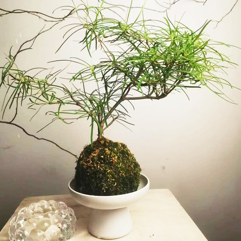 盆栽绿植植物柳叶麒麟多年生室内外耐热耐寒趣味桌面茶室书房茶几