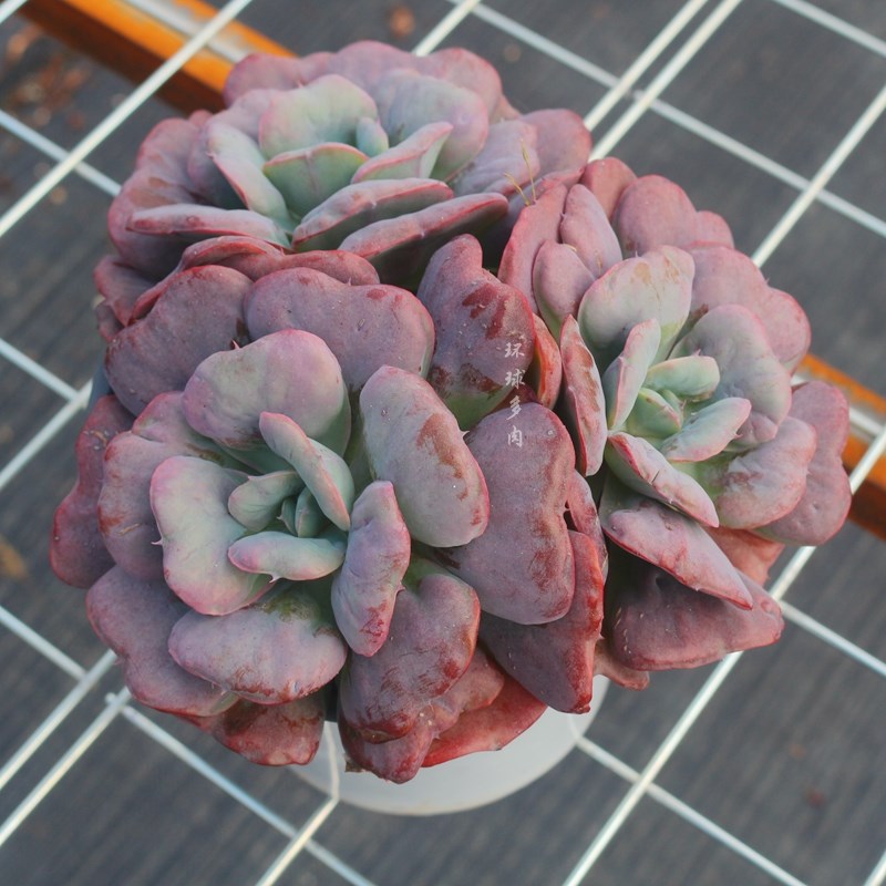 超大爱心星之月多头多肉植物防辐射室内精品绿植带盆栽好稀有品种