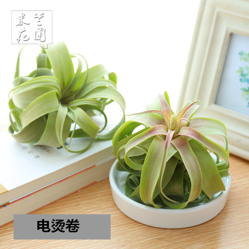 懒人空气凤梨无土植物扭叶铁兰电卷烫室内桌面迷你小型绿植盆栽