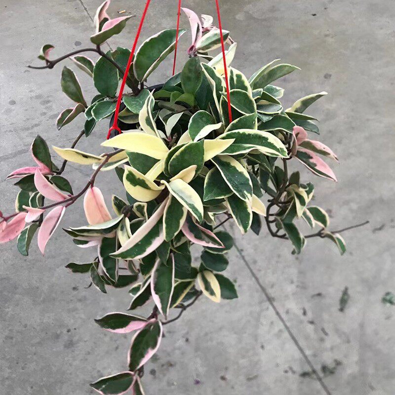 金叶子球兰盆栽爬藤蔓植物室内外阳台庭院花园四季花卉耐干花期长