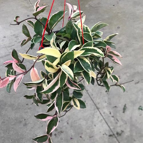 金叶子球兰盆栽爬藤蔓植物室内外阳台庭院花园四季花卉耐干花期长