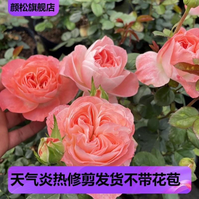 诺娃阳台鲑鱼粉色大花四季开花微型月季玫瑰绿植盆栽庭院花卉